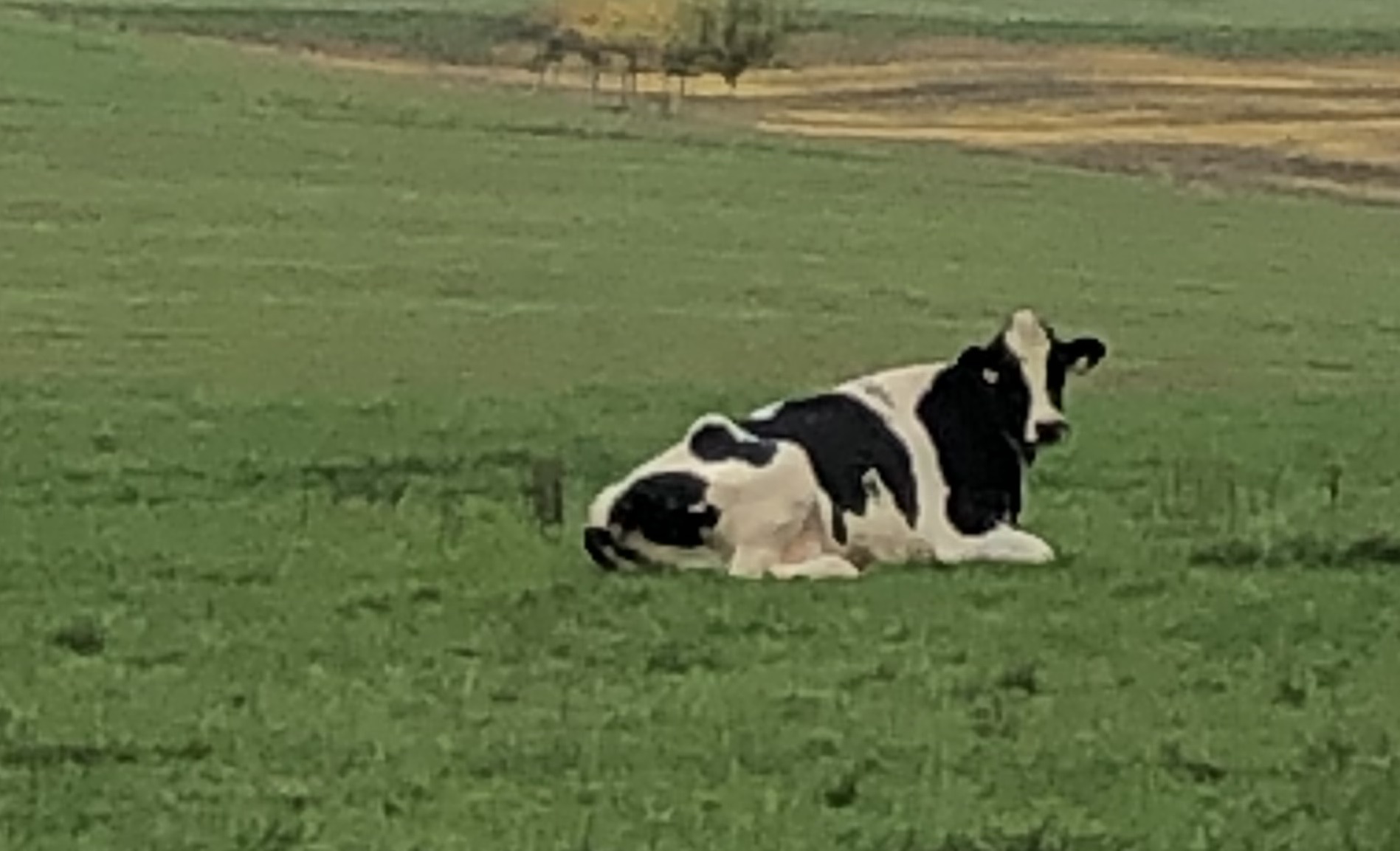 Drenchingtools for Cows