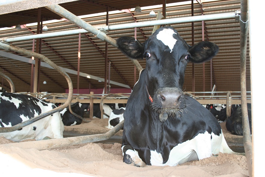 Instruments and tools for cows