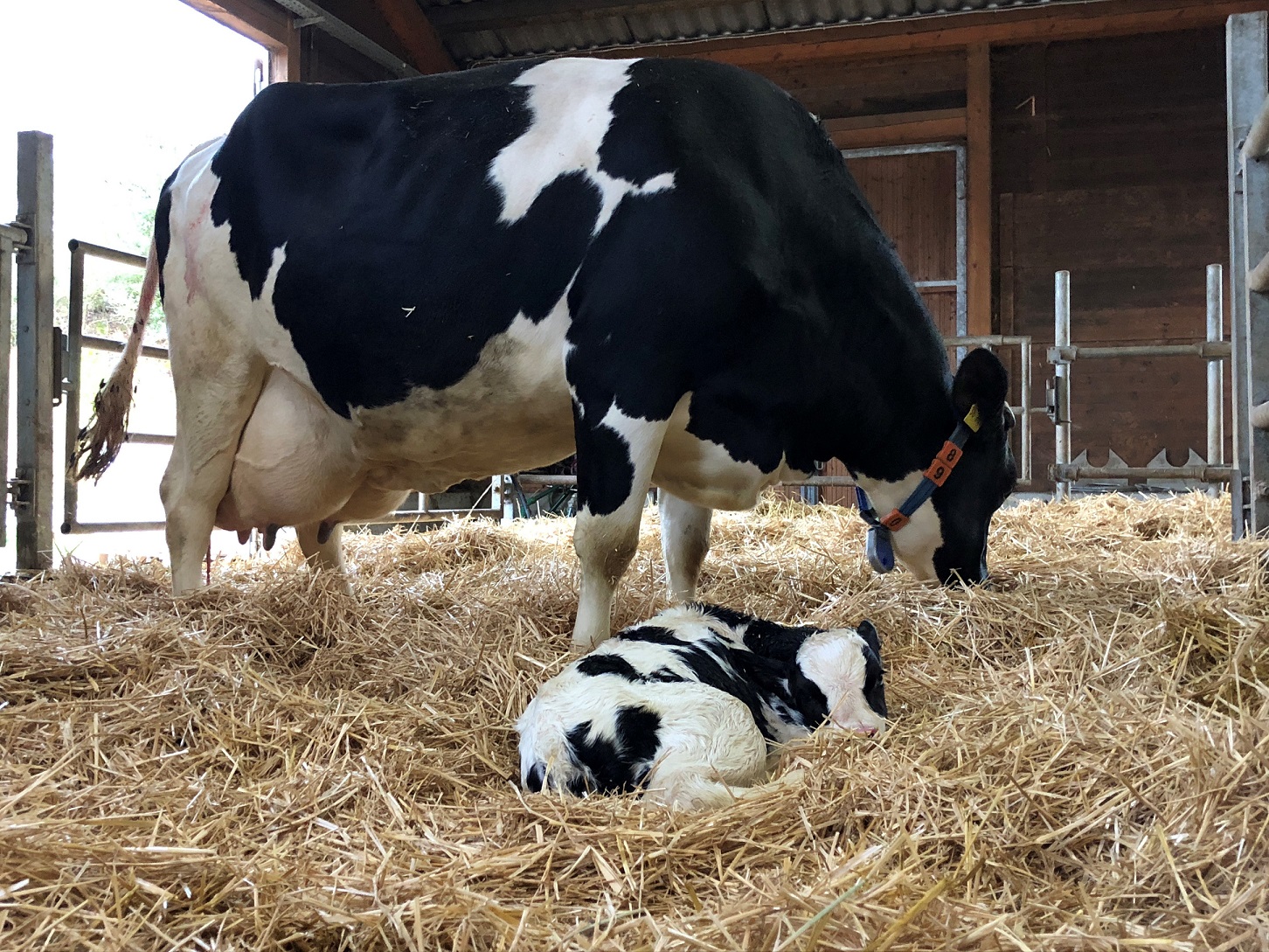 Ergänzungsfuttermittel Kalb