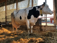 Besamung & Trächtigkeit