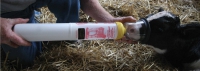 Calf resuscitator